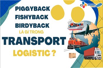 What is "Piggyback," "Fishyback," and "Birdyback in the Transport Logistics?